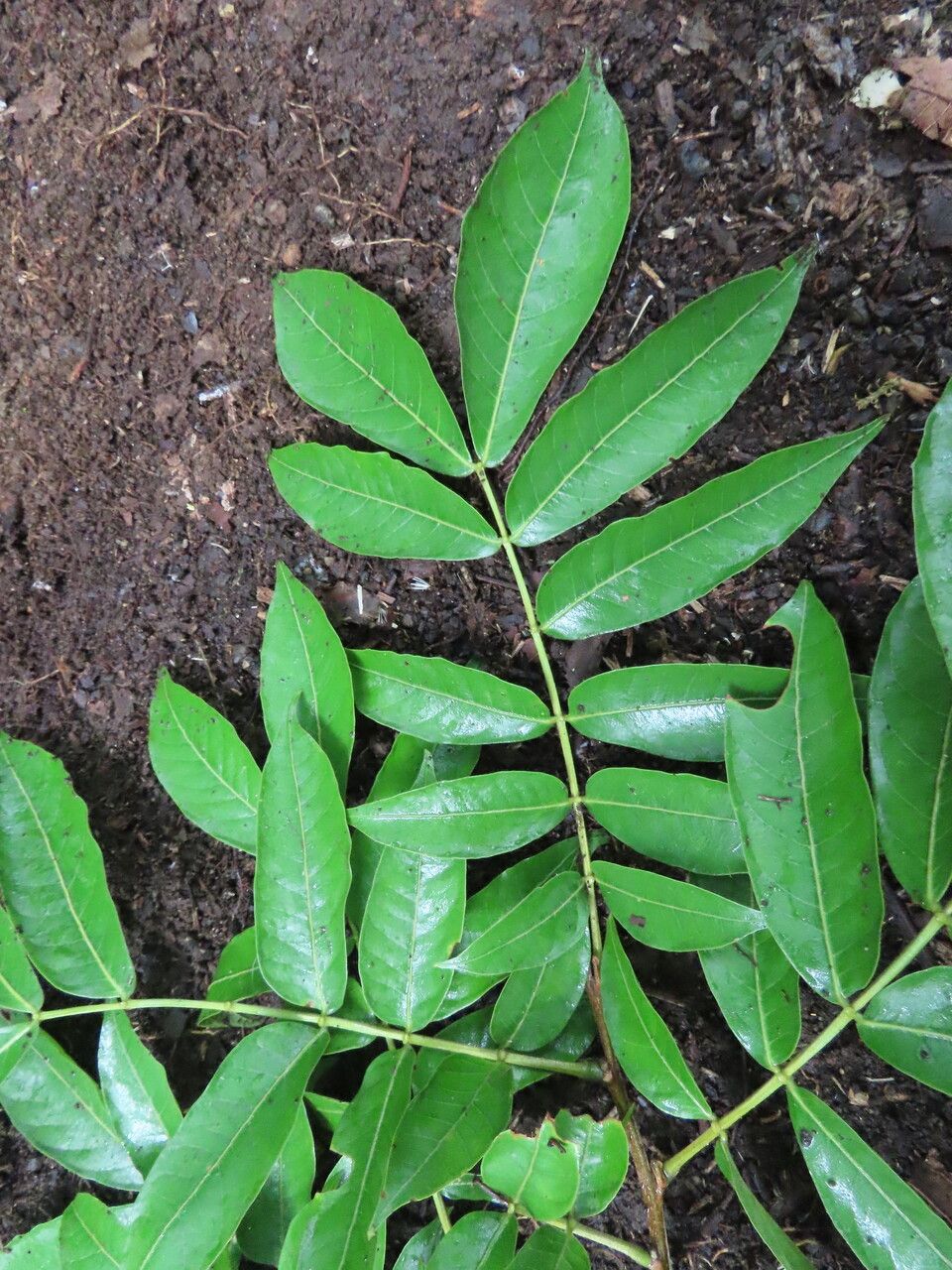 Inga samanensis — houseplant care guide