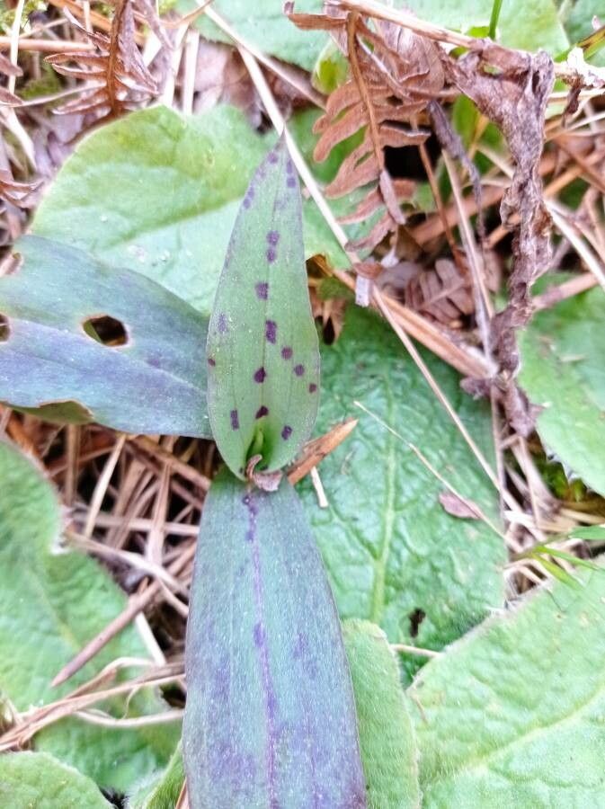 Neotinea maculata — related species from the same genus