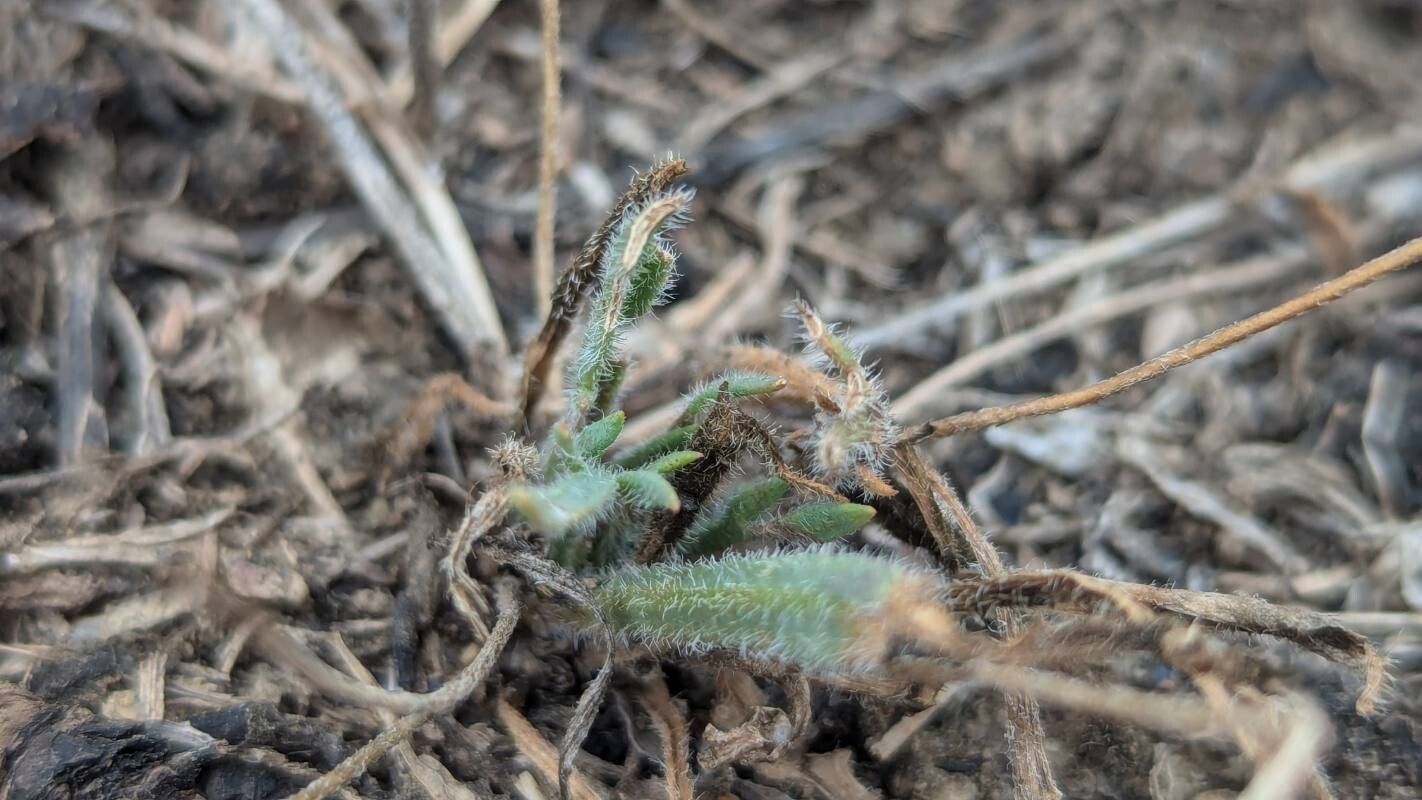 Pulicaria sicula leaf
