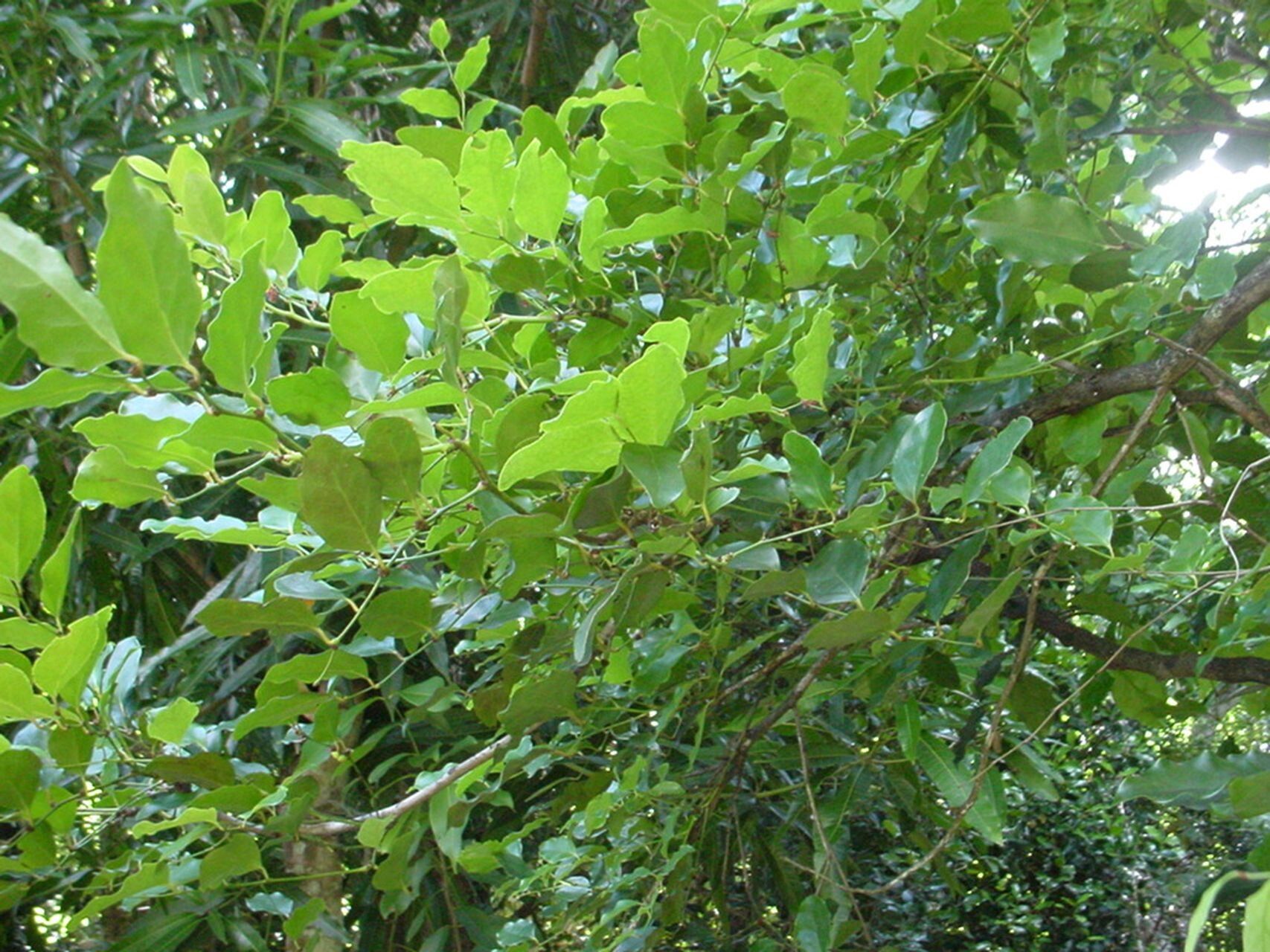 Phyllanthus aeneus habit