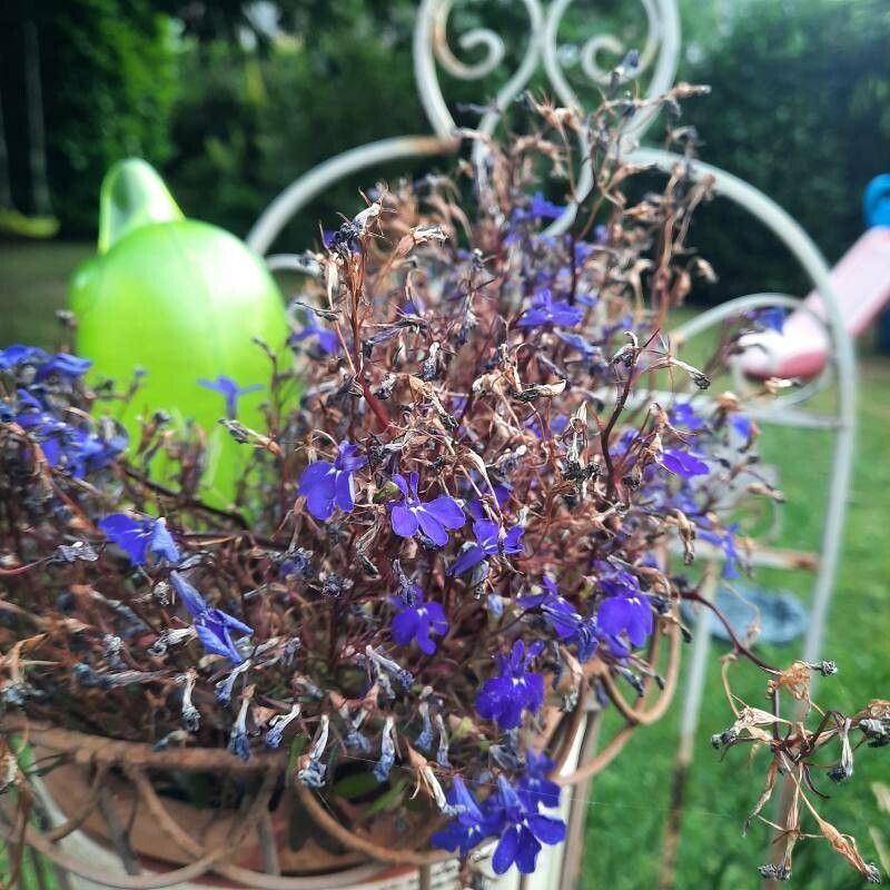 Lobelia nicotianifolia flower