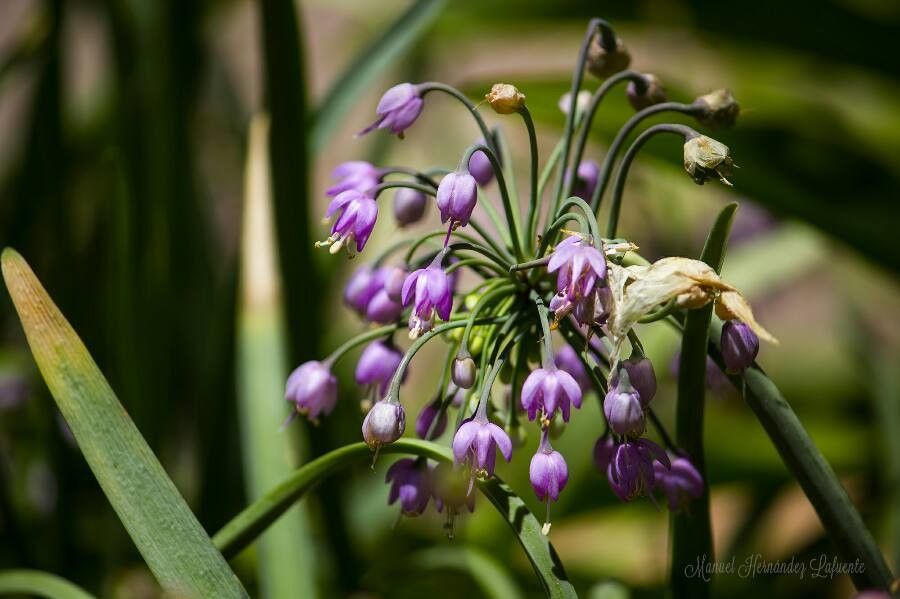 Allium cernuum flower