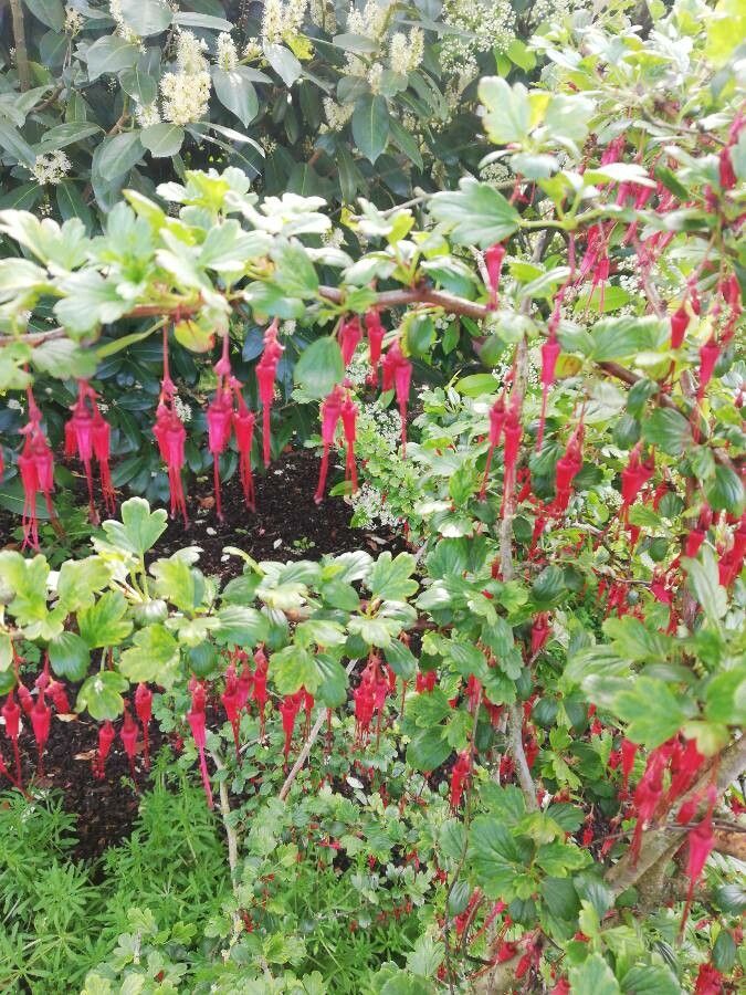 Ribes speciosum leaf