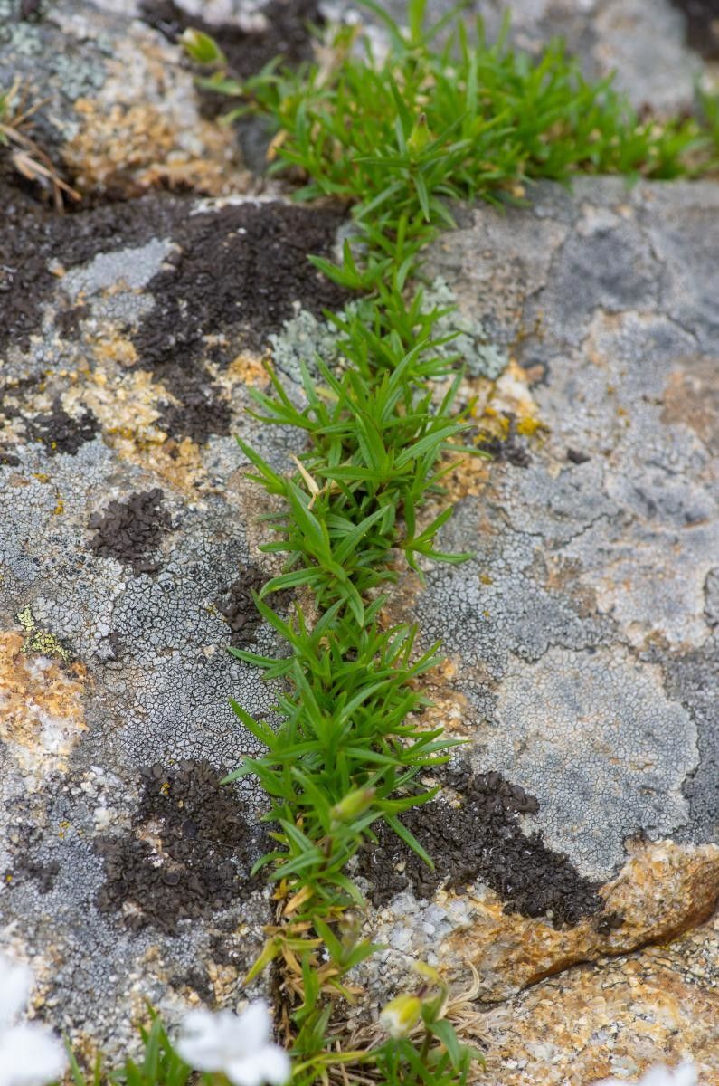 Cerastium stenopetalum — houseplant care guide