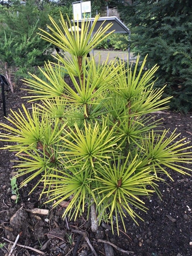 Sciadopitys verticillata leaf