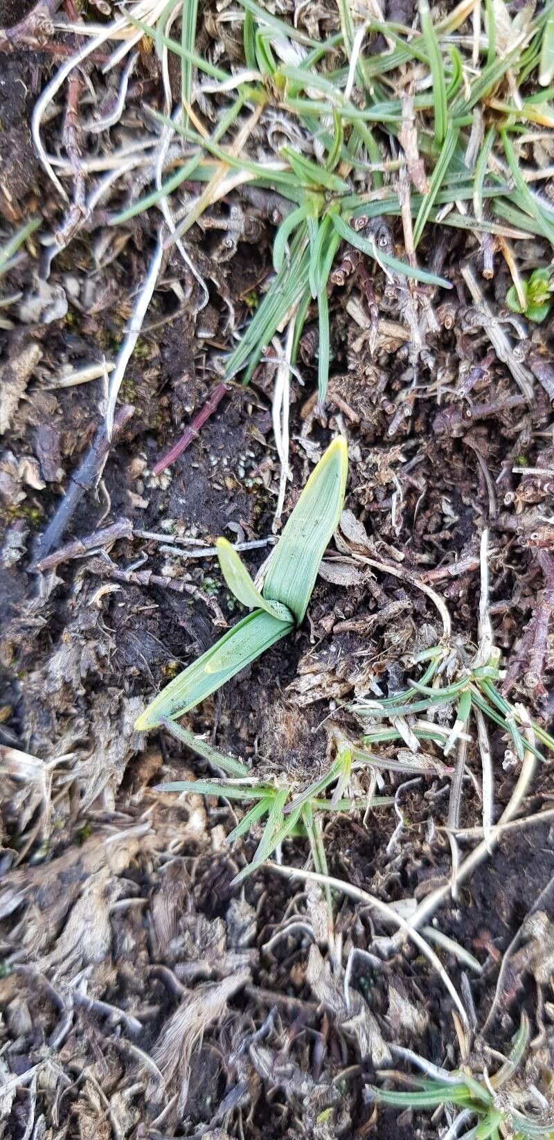Narcissus cuneiflorus leaf