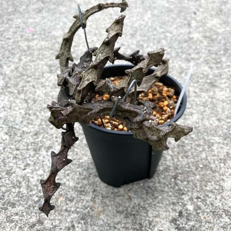 Ceropegia bosseri — search result for 'Ceropegia'