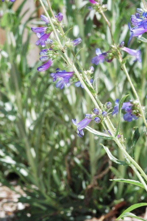 Penstemon aridus habit