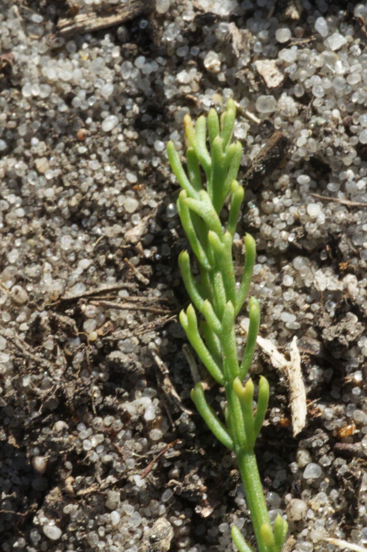 Caropsis verticillatoinundata leaf