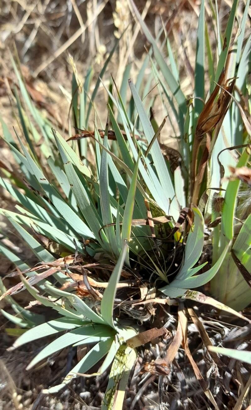 Sisyrinchium papillosum habit