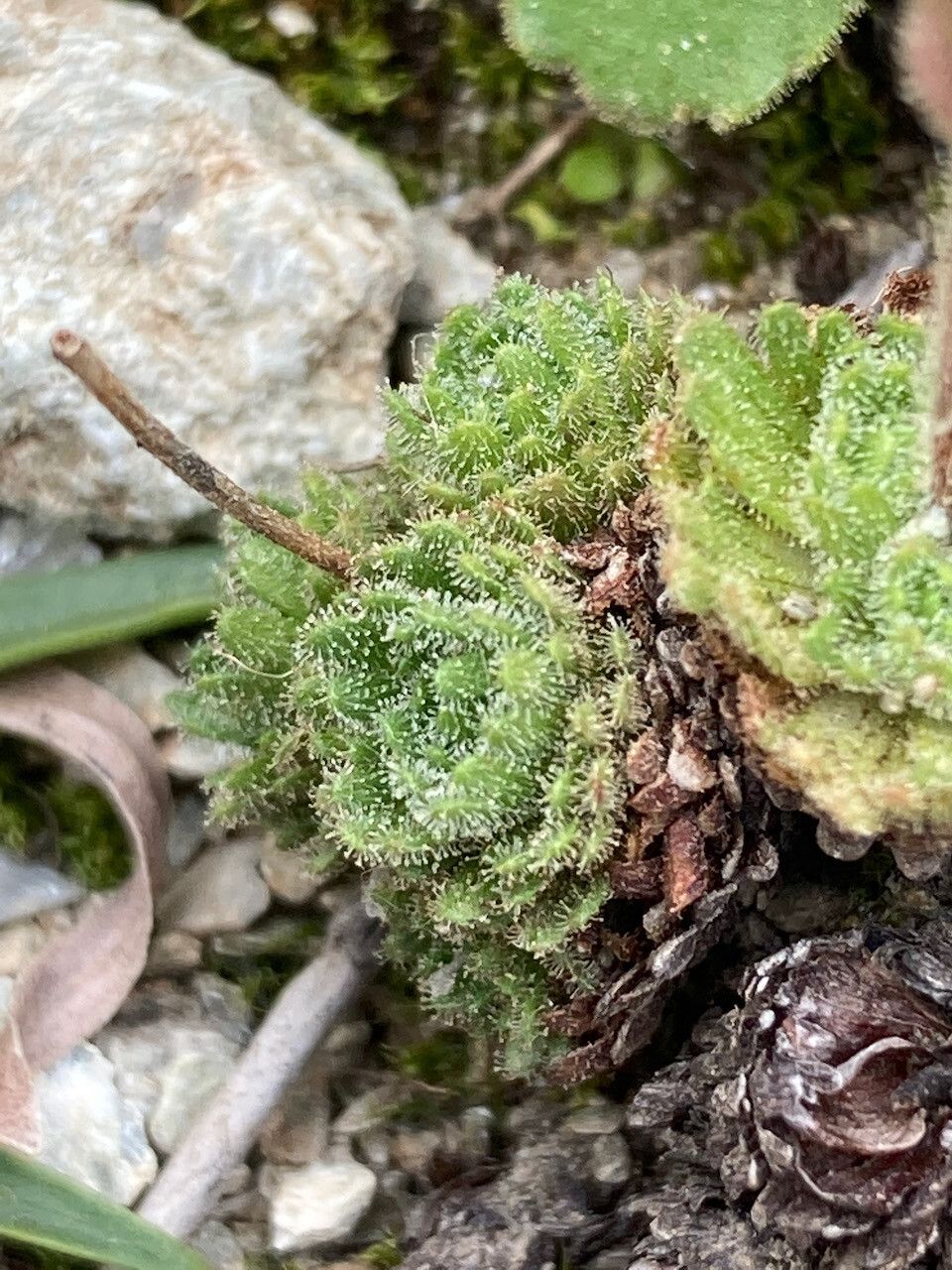 Saxifraga iratiana leaf
