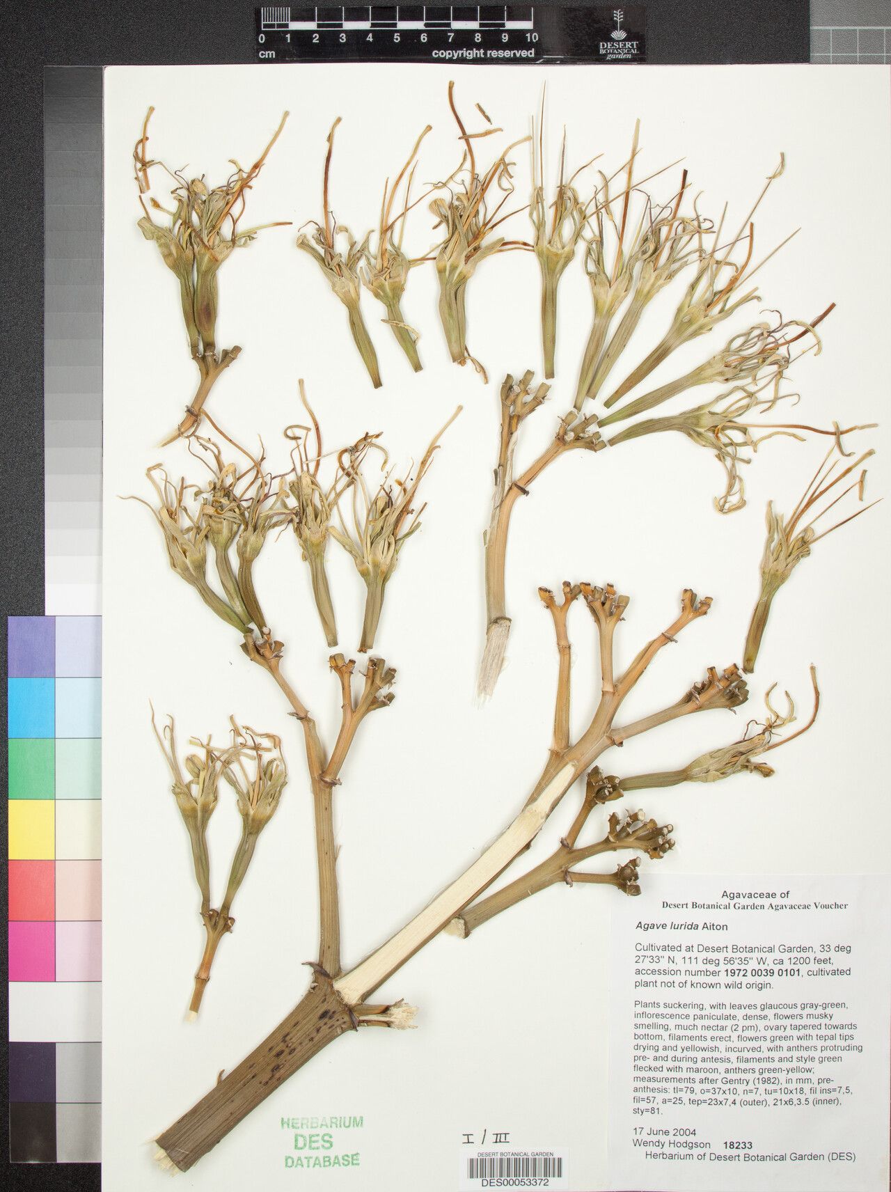 Agave vera-cruz — houseplant care guide