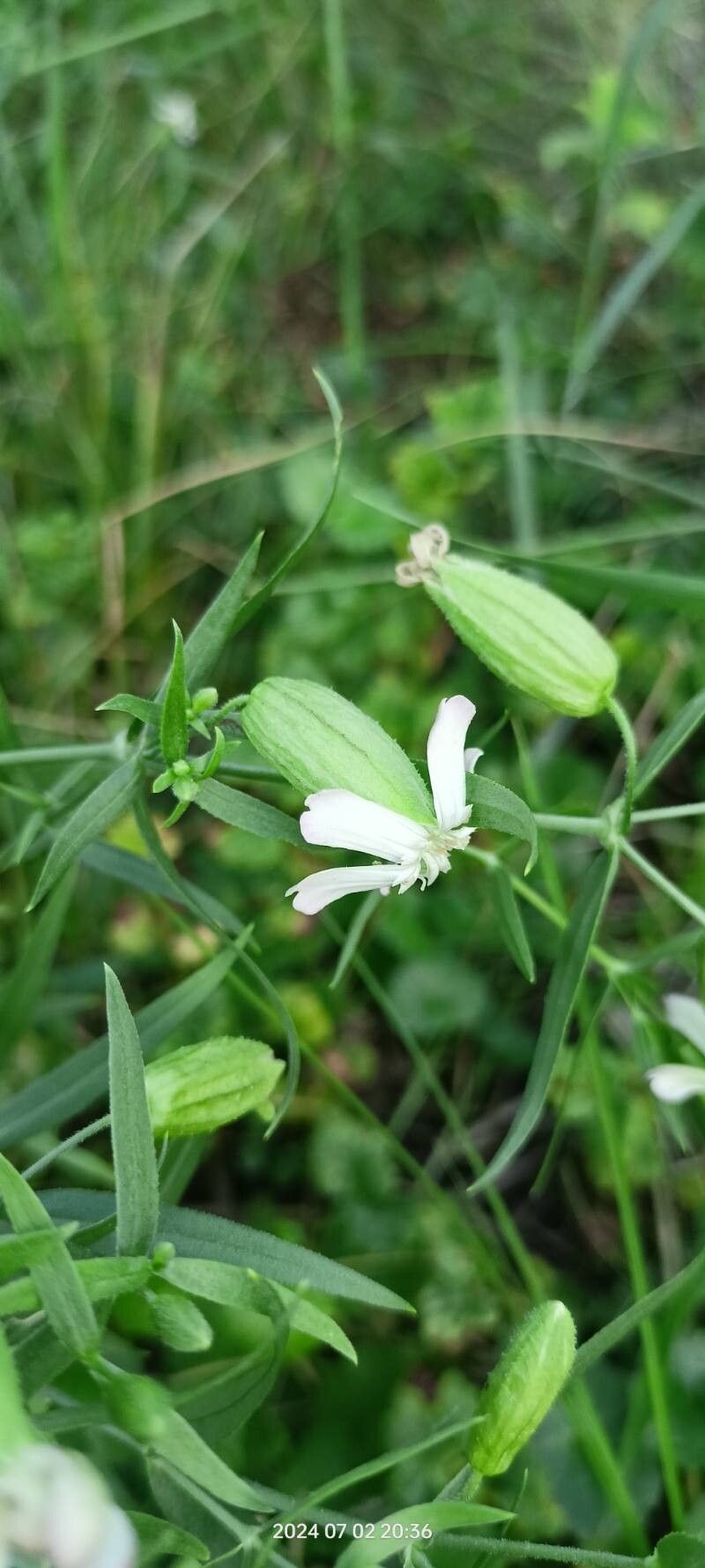 Silene procumbens flower