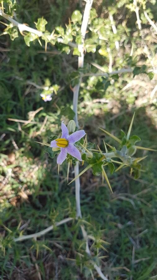 Solanum aculeastrum flower