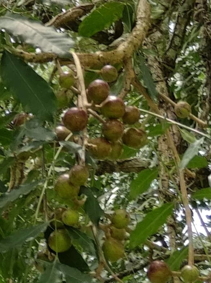 Cabralea canjerana fruit