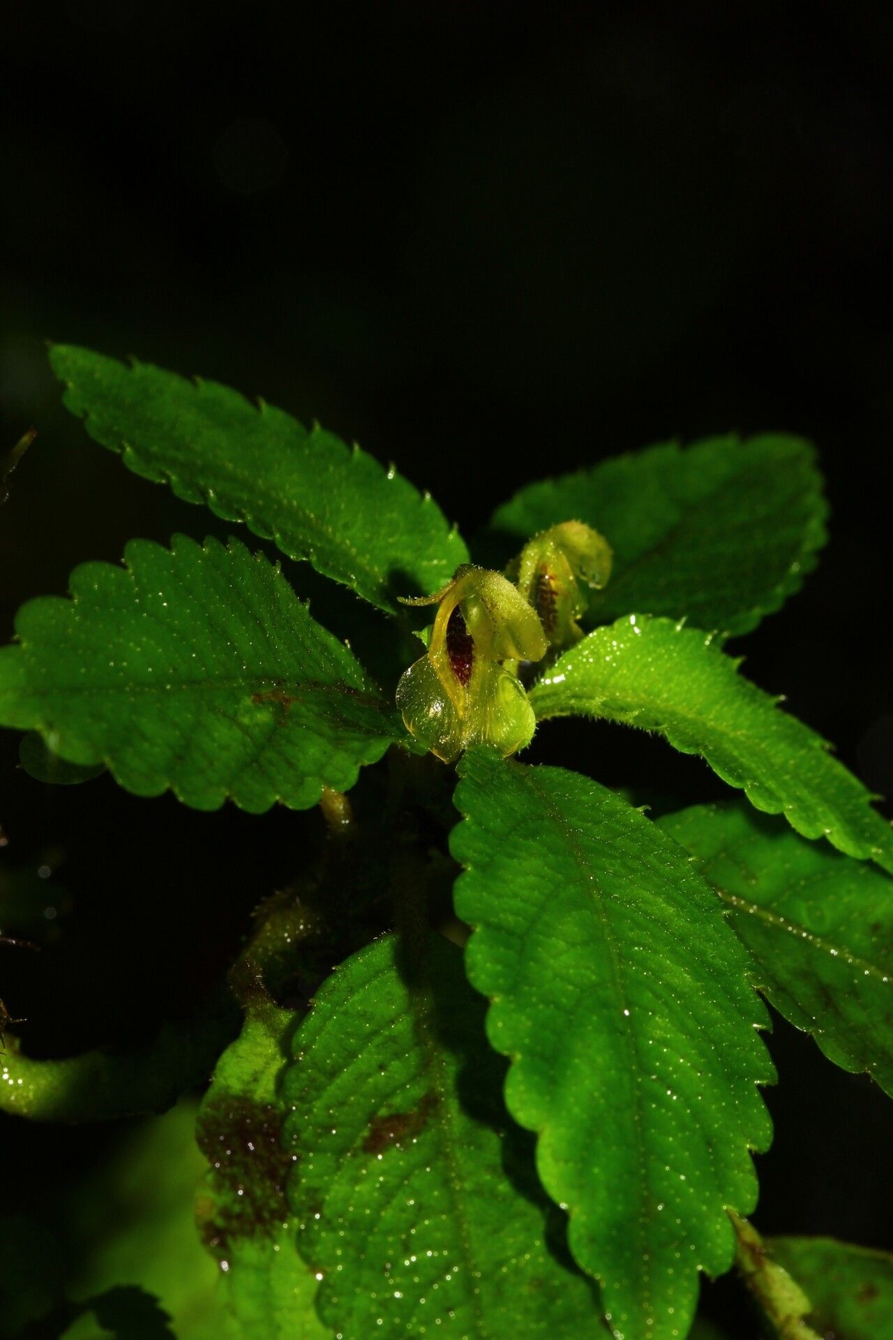 Impatiens nosymangabensis flower