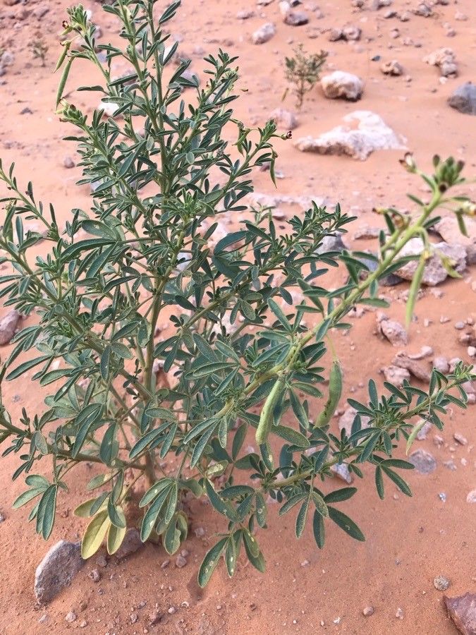 Cleome arabica fruit