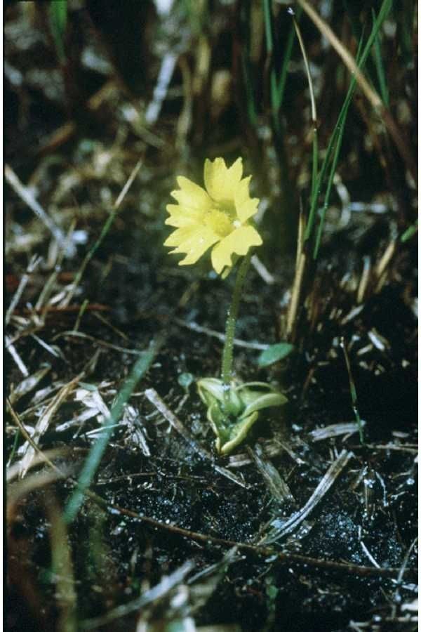 Pinguicula lutea habit