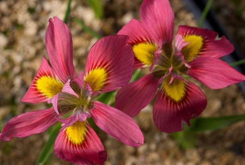 Moraea tricolor — houseplant care guide