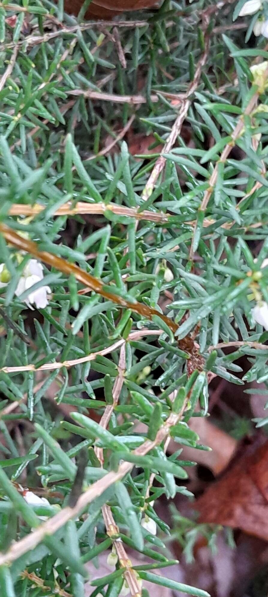 Erica × darleyensis — search result for 'Erica'