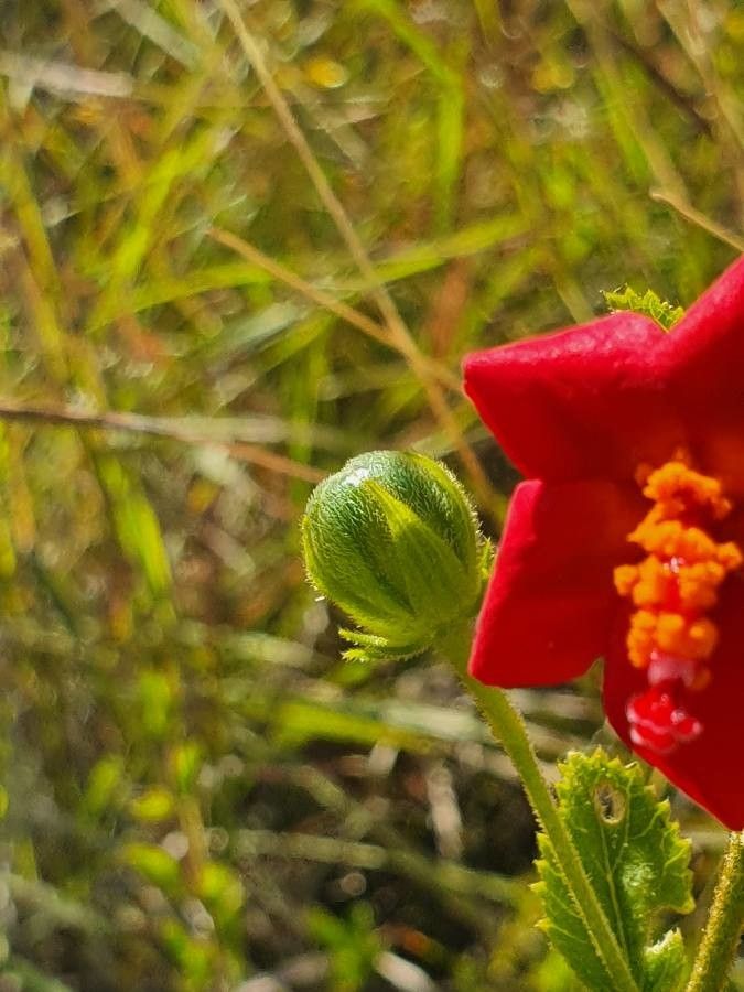 Hibiscus aponeurus fruit