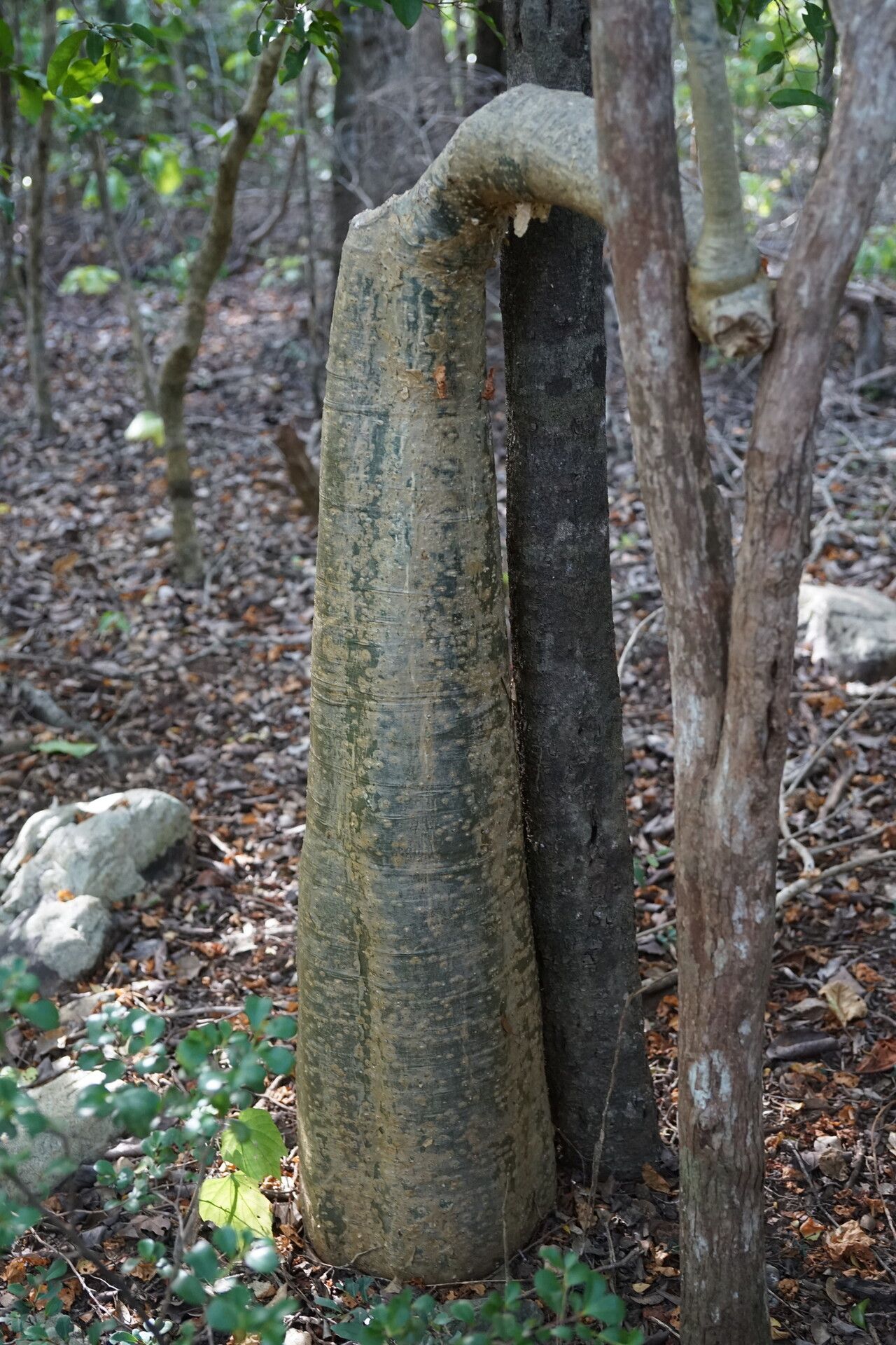 Cyphostemma darainense bark