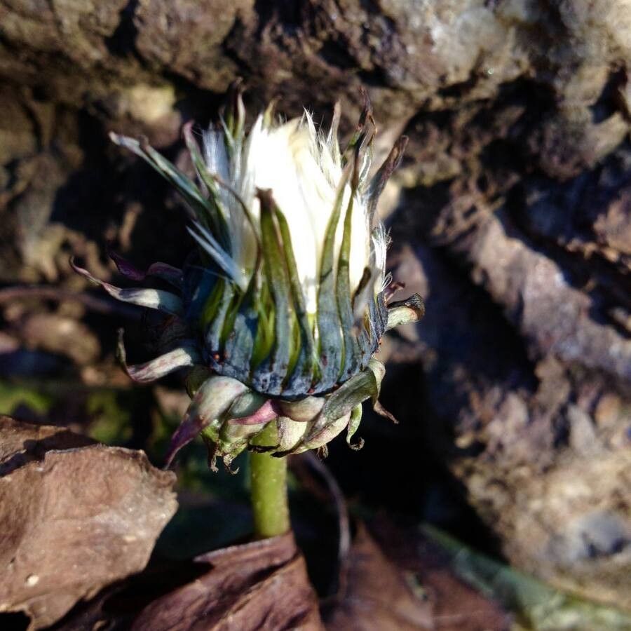 Taraxacum dissectum fruit