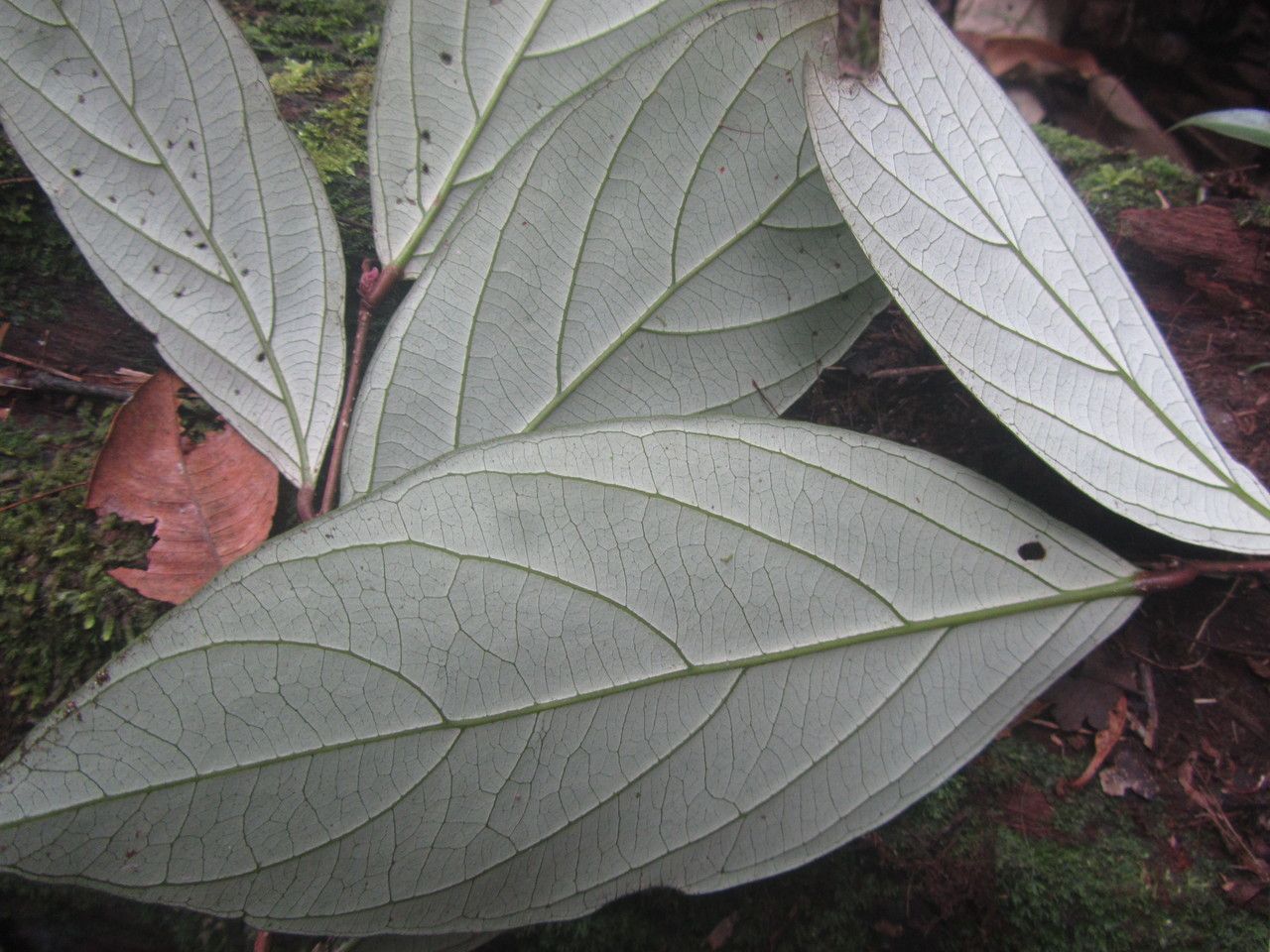 Licania affinis leaf