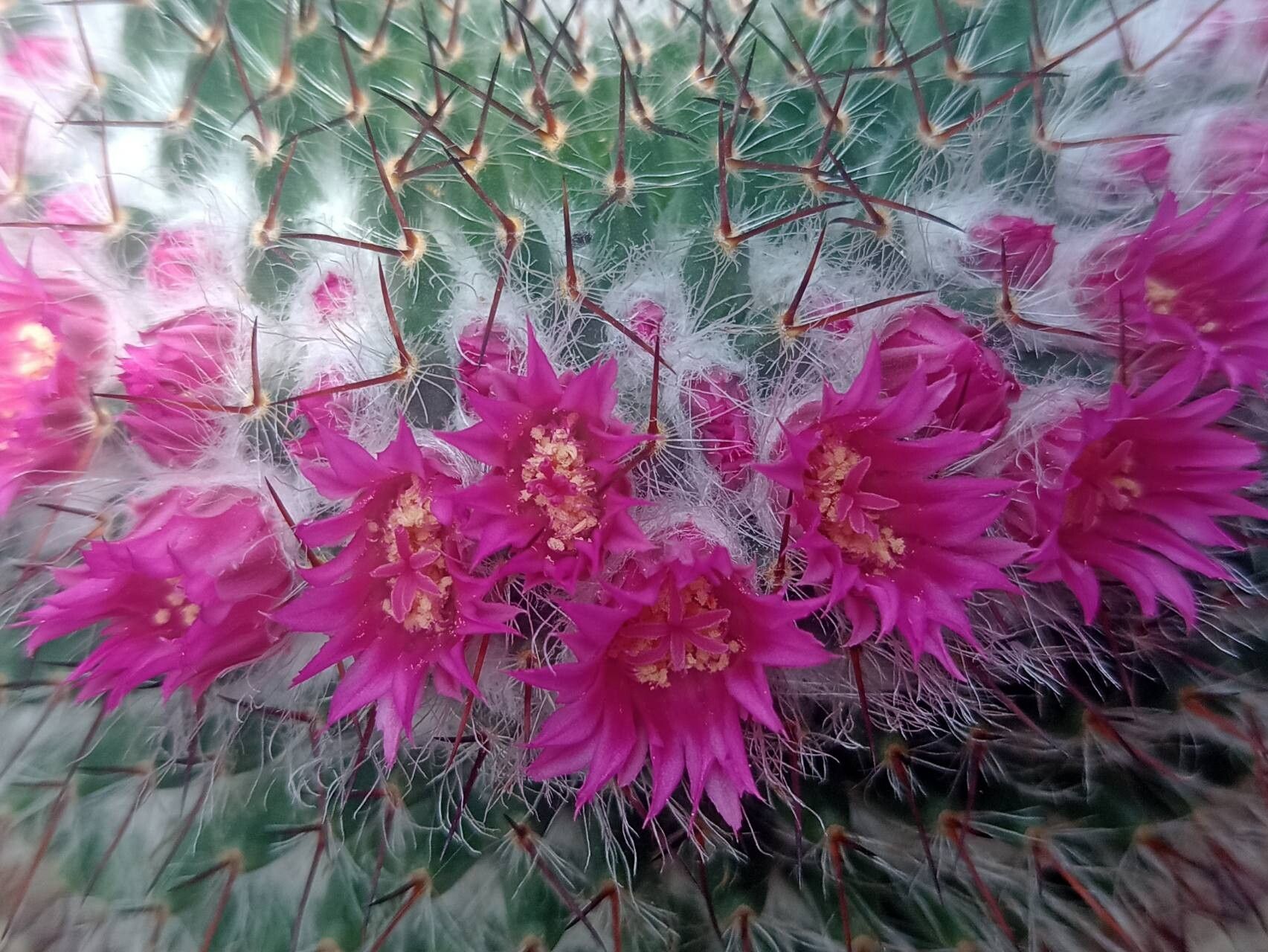 Mammillaria flavicentra flower