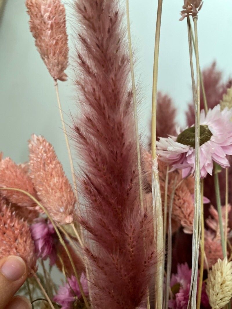 Chloris roxburghiana flower