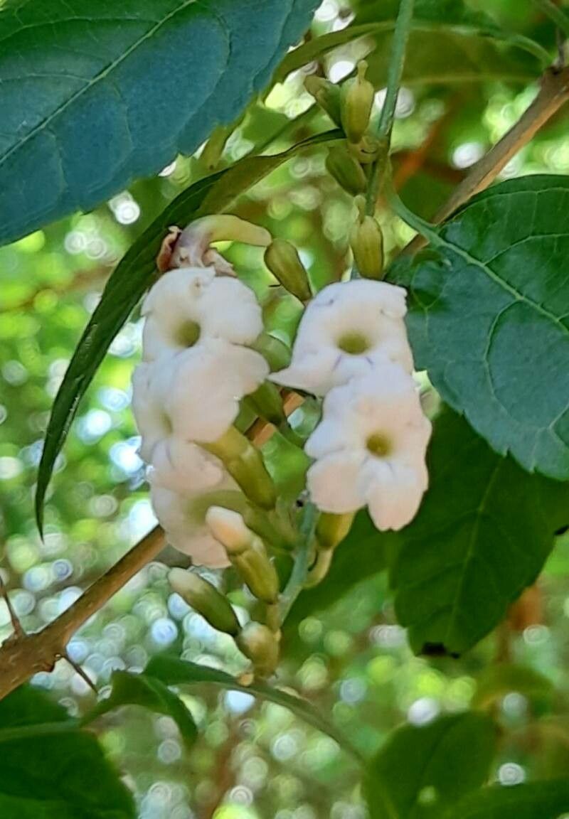 Citharexylum joergensenii flower