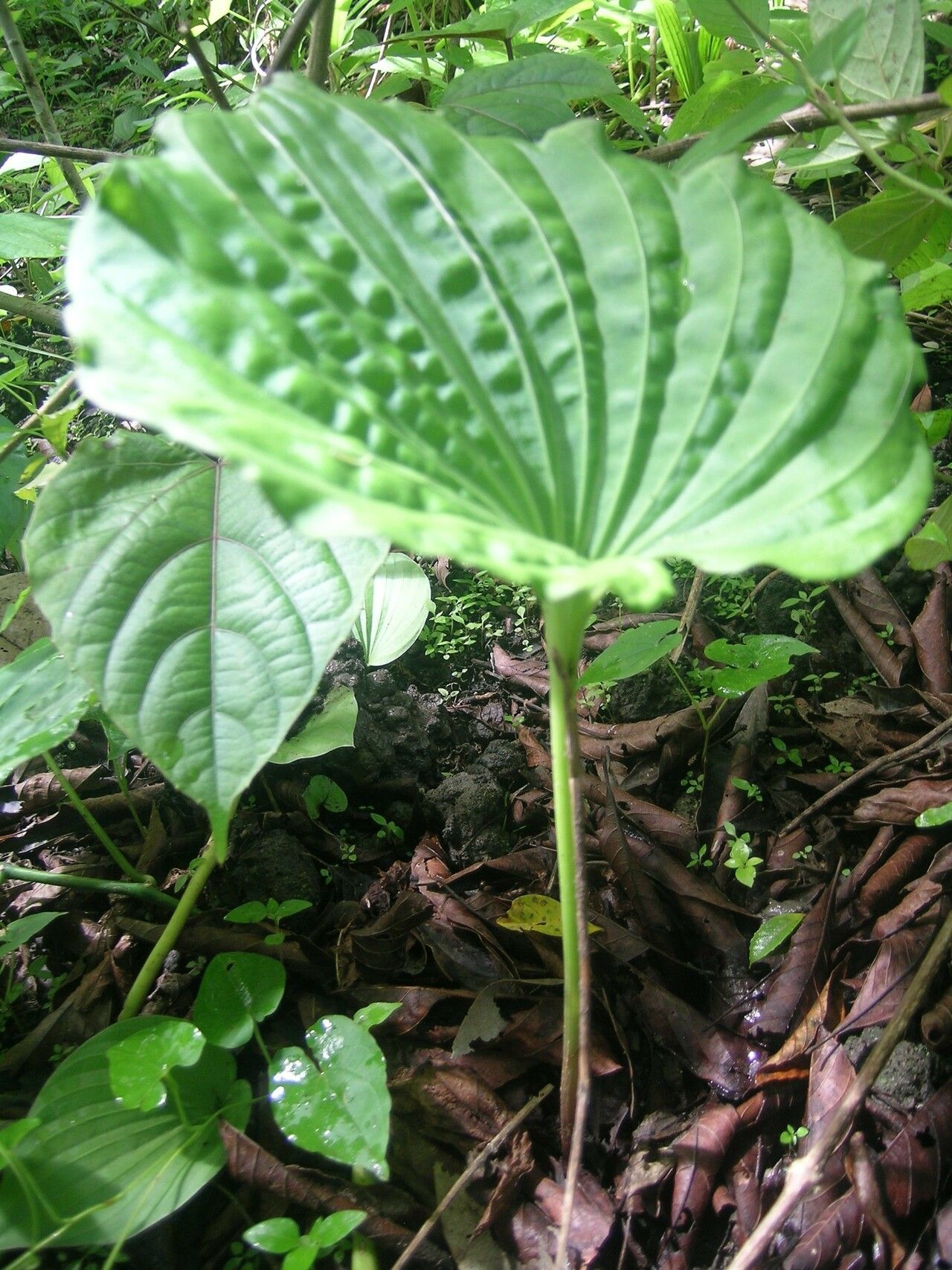 Nervilia bicarinata habit