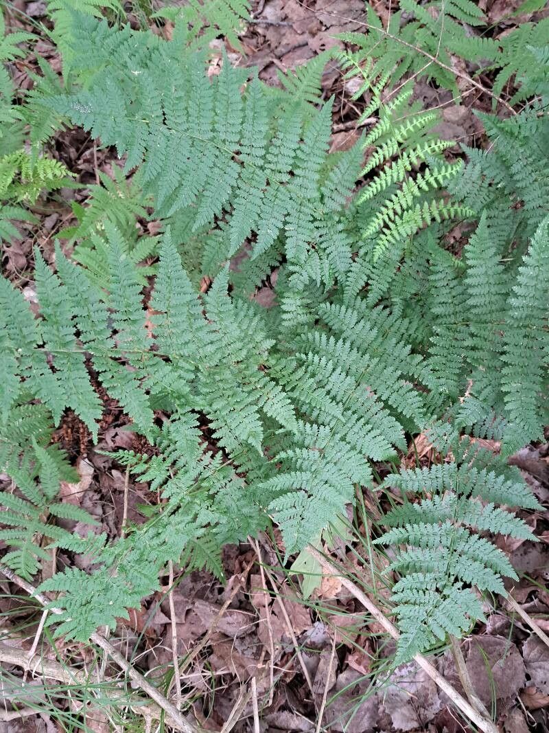 Dryopteris intermedia — search result for 'Dryopteris'