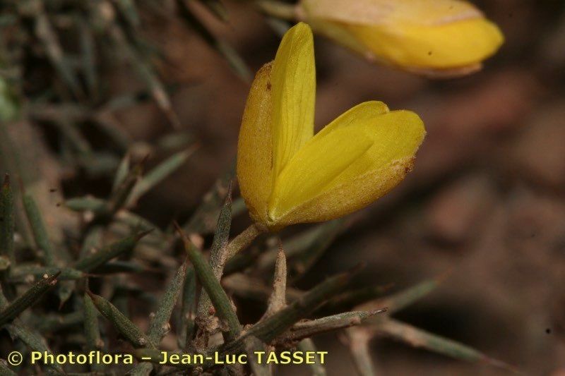 Ulex argenteus flower