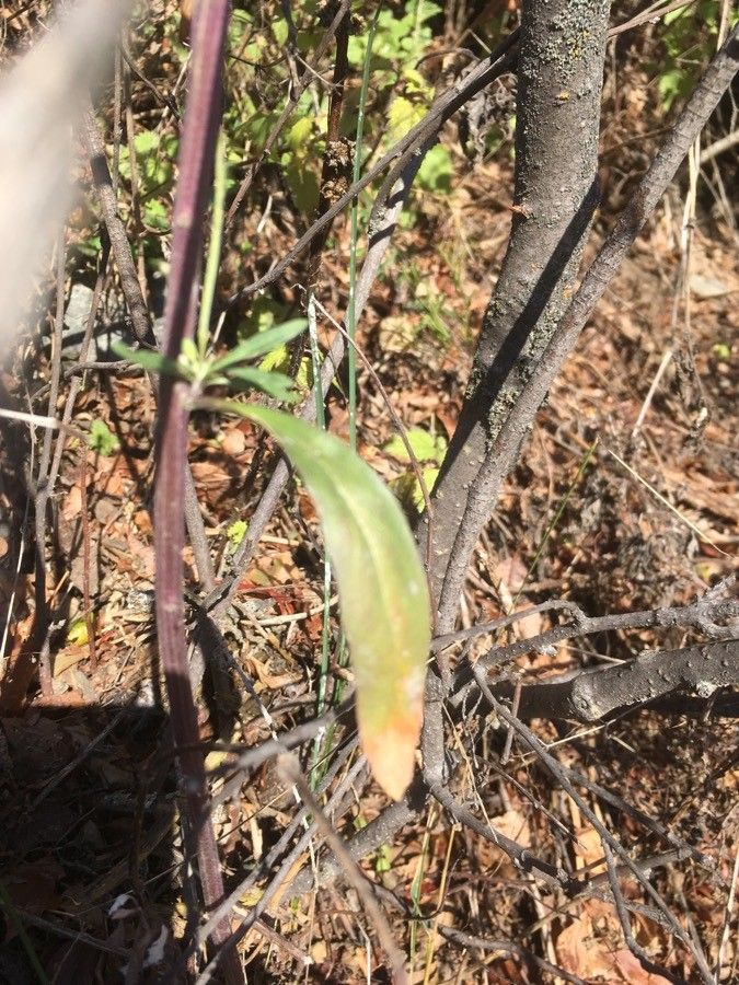 Erysimum virgatum leaf