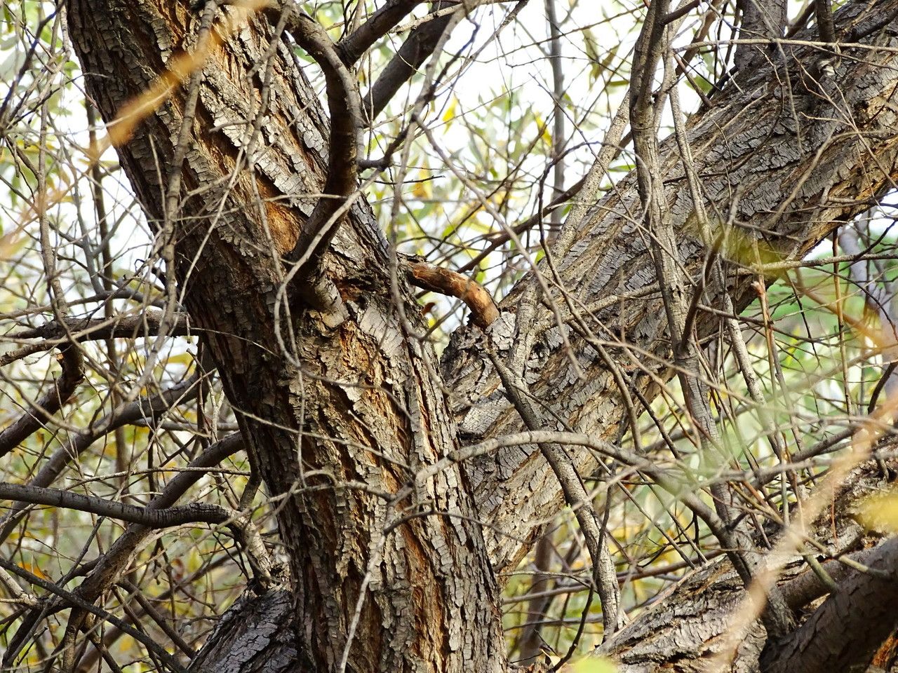 Salix laevigata habit