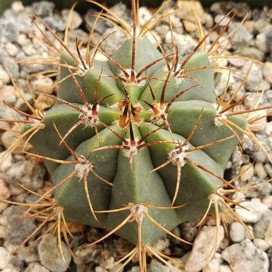 Melocactus concinnus — houseplant care guide