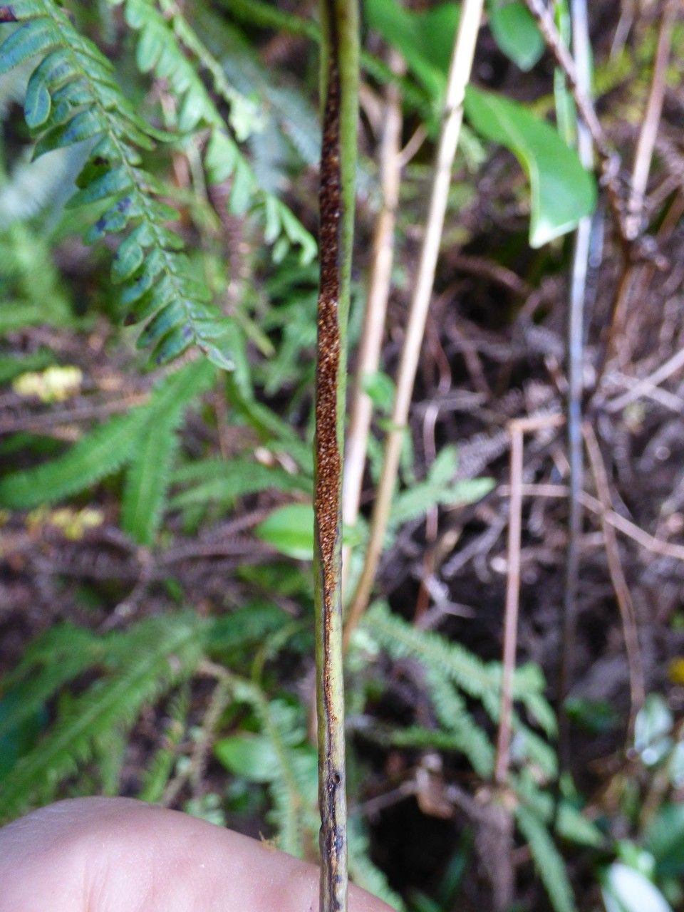 Lepisorus spicatus fruit