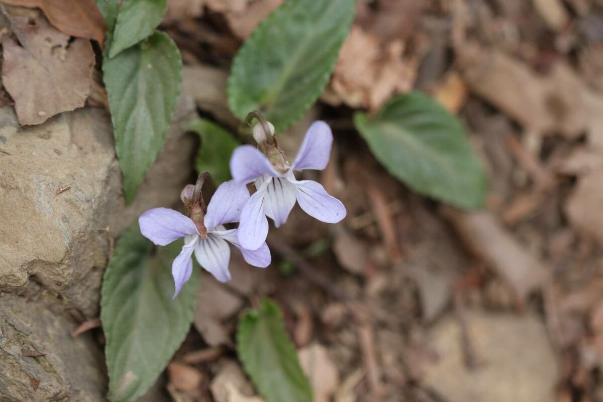 Viola bissetii flower