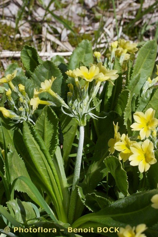 Primula luteola other