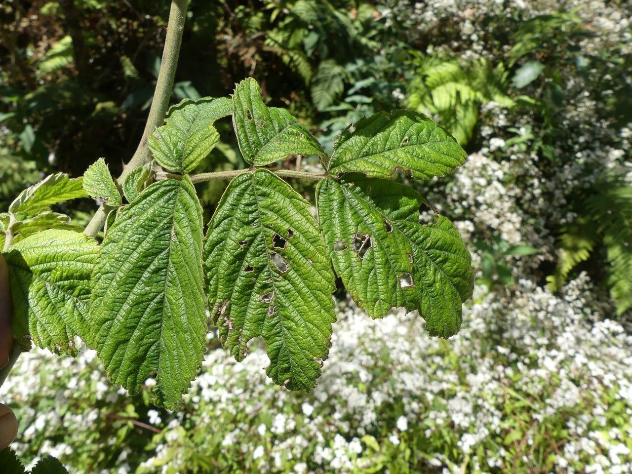 Rubus apetalus leaf