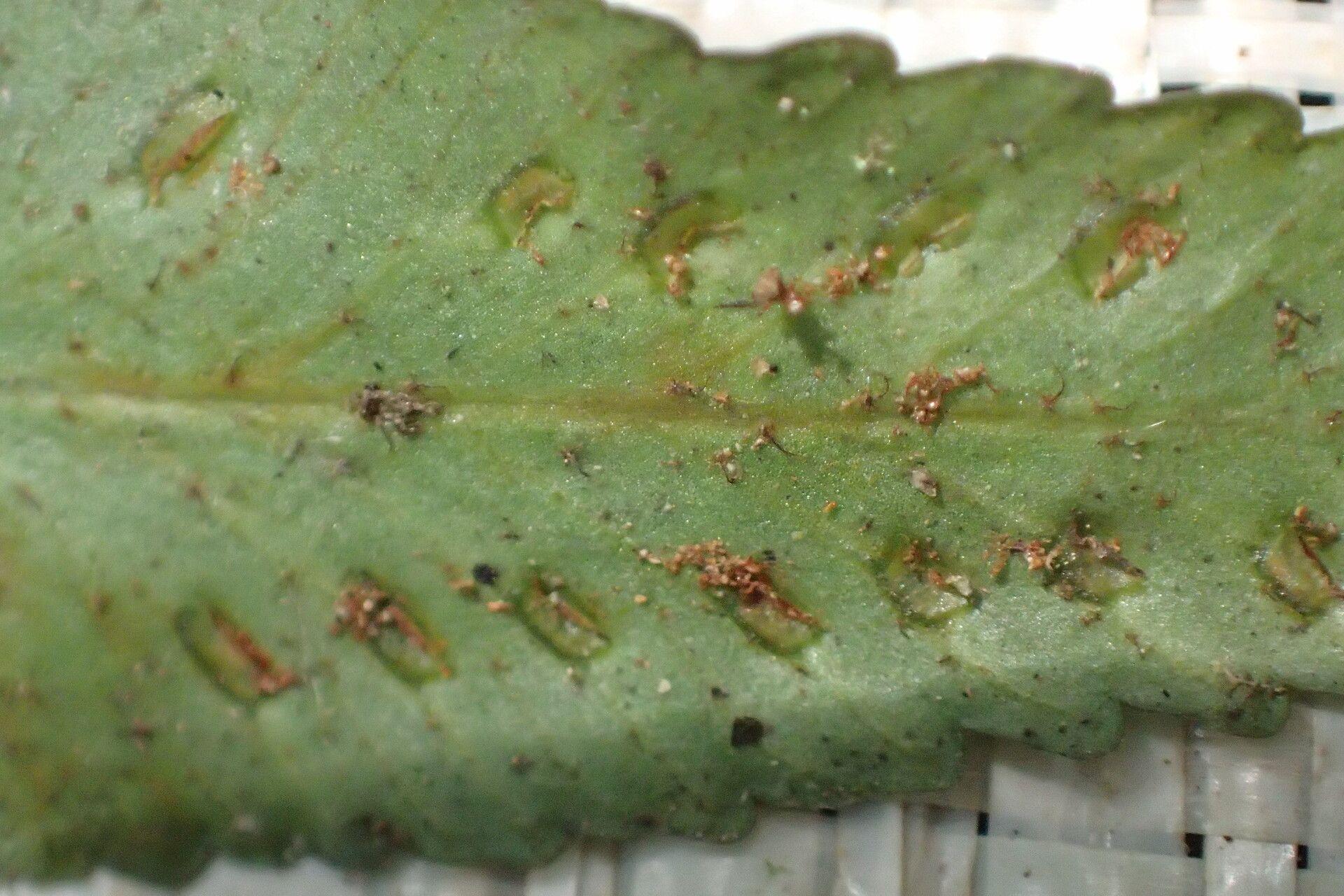 Asplenium staudtii — houseplant care guide