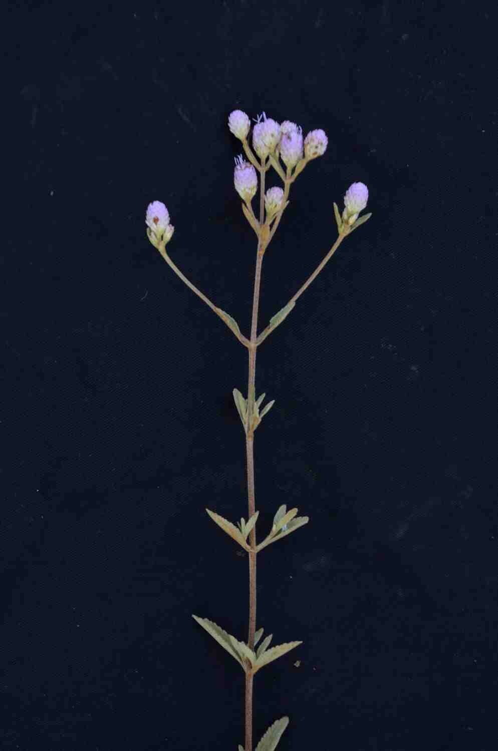 Chromolaena horminoides flower