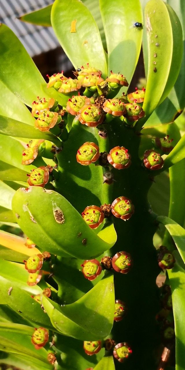 Euphorbia neriifolia flower