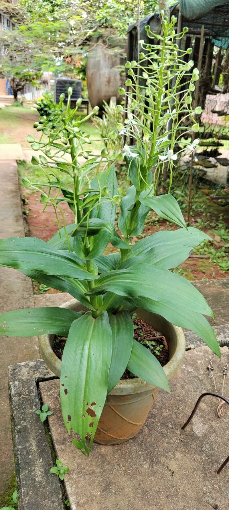 Habenaria procera habit