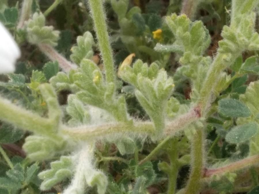 Anthemis tomentosa leaf