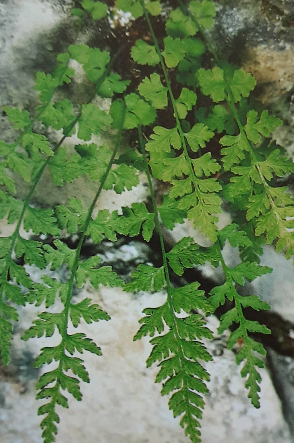 Woodsia pulchella — houseplant care guide