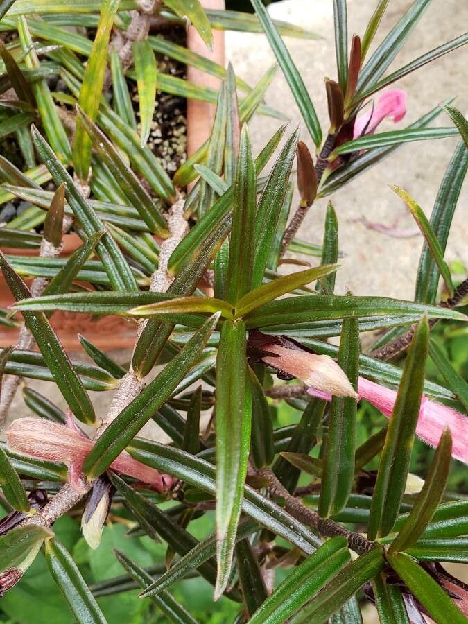 Columnea linearis — search result for 'Gesneriaceae'