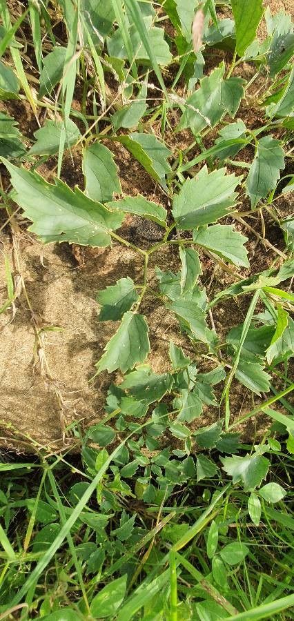 Cyphostemma adenocaule leaf