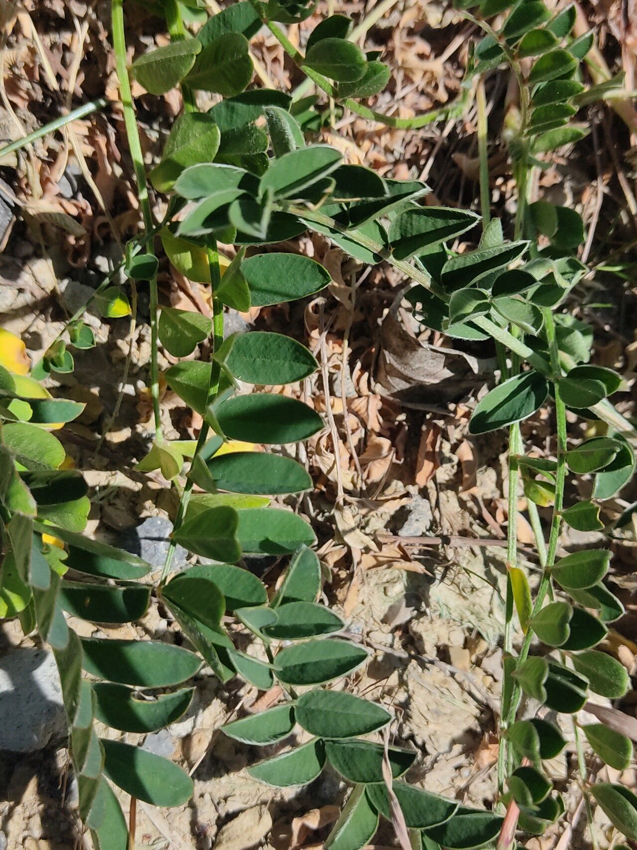 Hedysarum occidentale — houseplant care guide